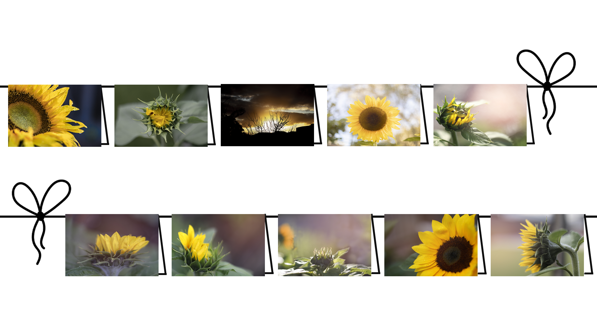 5 Pack  Random Designer Greeting Cards