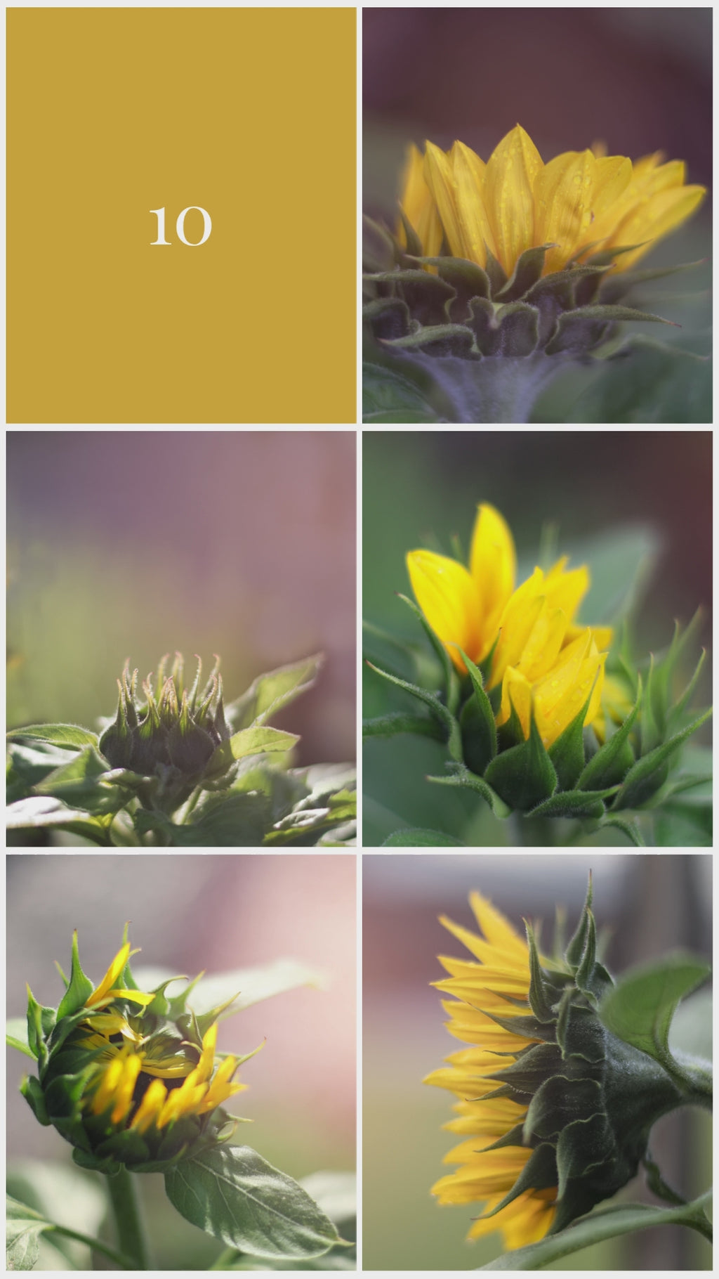 10 Pack Designer Greeting Cards